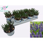 Muscari Kobarhüatsint night eyes 12cm