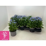 Myosotis Meelespea sylv mon amie 10,5cm