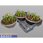 Narcissus Nartsiss 27cm