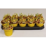 Narcissus Nartsiss 12cm