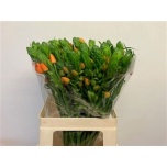 Ornithogalum Linnupiim Orange Fire 60cm