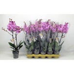 Phalaenopsis Kuuking other pink 12cm