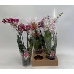 Phalaenopsis Kuuking mix 12cm h43