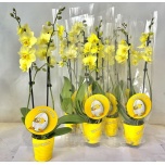 Phalaenopsis Kuuking 9cm h55 2õv