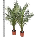Phoenix canariensis Kanaari datlipalm 30cm h200