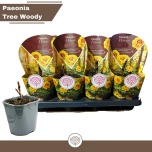 Paeonia Pojeng suffrut 14cm