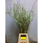 Spiraea Enelas prun plena 100cm