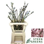 Prunus Keio Sakura 75cm