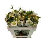 Helleborus Lumeroos Queens White 60cm