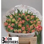 Tulp do Quinty Trustfull