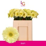 Gerbera MINI Rafi*20