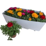 Ranunculus Tulikas Sprinkles mix 10,5cm