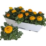 Ranunculus Tulikas Sprinkles red-yellow 10,5cm