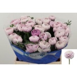 Ranunculus Tulikas Renoir