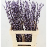 Salix Paju Pussy Willow paint Milka 70cm