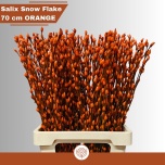 Salix Paju Pussy Willow paint Orange 70cm