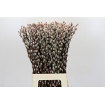 Salix Paju pussy willow 70cm
