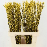 Salix Paju Pussy Willow paint Yellow 70cm