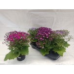 Senecio Tsineraaria cruentus other 15cm