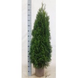 Thuja Elupuu Smaragd 24cm h135