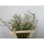 Spiraea Enelas grefsheim 60cm