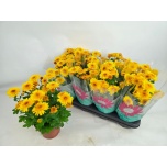 Chrysanthemum Krüsanteem indi splash yellow 14cm