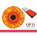 Gerbera GR Spotlight*25