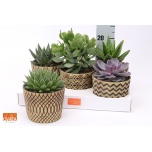 Succulenten mix 5 varieties 14cm