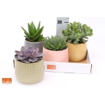 Succulenten mix 4 varieties 15cm