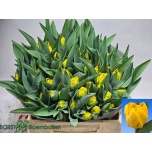 Tulp do Sunspot