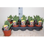 Tulp - arr mix 12cm