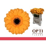 Gerbera MINI Tweety*20