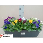 Viola Võõrasema co sorbet mix 40cm