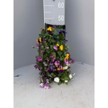 Viola Võõrasema co mix