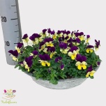 Viola Võõrasema callisto f1 lemon purple jump up 30cm