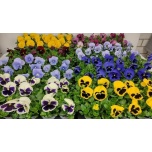 Viola Võõrasema hybride mixed trolley 9cm