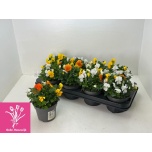 Viola Võõrasema tricolor 12cm