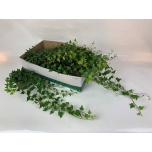 Hedera helix Luuderohi Wilco 13cm
