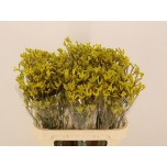 Anigozanthos Kängurukäpp Yellow Gem 80cm