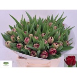 Tulp do Doctor Boerhaave