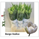 Tulp fre Borgo Vodice