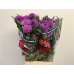 Cirsium Ohakas ov 70cm