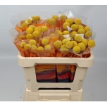 Craspedia Paintball Jumbo 50cm