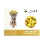 Craspedia Paintball Jumbo 80cm