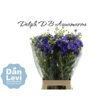 Delphinium Kukekannus Bijou Aquamarine 70cm