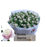 Tulp do Double Surprise