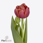 Tulp do Etched Salmon