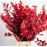 Eucalyptus stuartiana paint 70cm (pk)