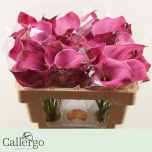 Zantedeschia Kalla Fantasia 50cm