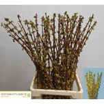 Forsythia Forsüütia golden fantasy 80cm